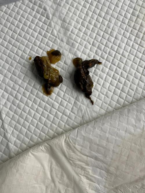 狗狗拉泥状便便怎么办_狗狗拉泥状便便怎么办图片-第1张图片-后鲨宠物 狗狗拉泥状便便怎么办_狗狗拉泥状便便怎么办图片-第1张图片-后鲨宠物