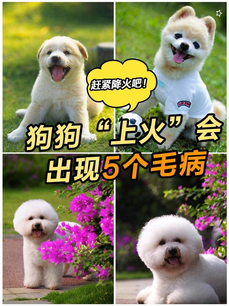 狗狗上火会自动好吗,狗狗上火该怎么办?-第1张图片-后鲨宠物 狗狗上火会自动好吗,狗狗上火该怎么办?-第1张图片-后鲨宠物