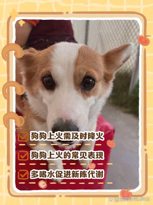 狗狗上火会自动好吗,狗狗上火该怎么办?-第2张图片-后鲨宠物 狗狗上火会自动好吗,狗狗上火该怎么办?-第2张图片-后鲨宠物