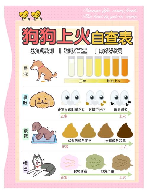 狗狗上火会自动好吗,狗狗上火该怎么办?-第4张图片-后鲨宠物 狗狗上火会自动好吗,狗狗上火该怎么办?-第4张图片-后鲨宠物