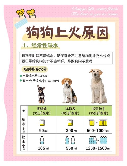 狗狗上火会自动好吗,狗狗上火该怎么办?-第5张图片-后鲨宠物 狗狗上火会自动好吗,狗狗上火该怎么办?-第5张图片-后鲨宠物