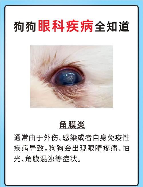 狗狗上火会自动好吗,狗狗上火该怎么办?-第6张图片-后鲨宠物 狗狗上火会自动好吗,狗狗上火该怎么办?-第6张图片-后鲨宠物