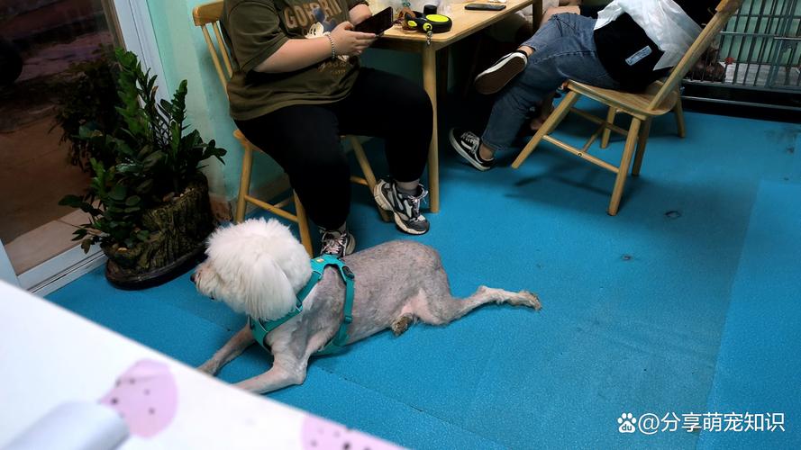 狗狗吃树叶怎么回事,狗狗吃树叶会怎么样?-第4张图片-后鲨宠物 狗狗吃树叶怎么回事,狗狗吃树叶会怎么样?-第4张图片-后鲨宠物