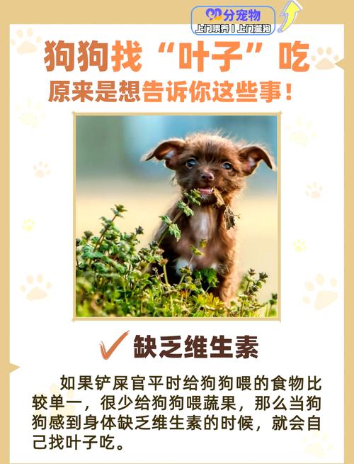 狗狗吃树叶怎么回事,狗狗吃树叶会怎么样?-第5张图片-后鲨宠物 狗狗吃树叶怎么回事,狗狗吃树叶会怎么样?-第5张图片-后鲨宠物