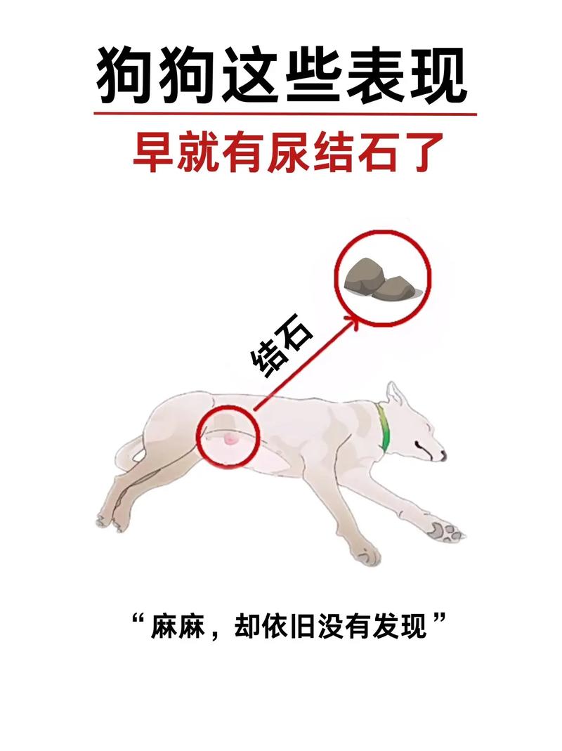 狗狗胆结石症状是什么_狗狗胆结石吃什么药比较好-第1张图片-后鲨宠物 狗狗胆结石症状是什么_狗狗胆结石吃什么药比较好-第1张图片-后鲨宠物