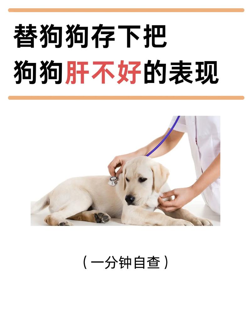 狗狗胆结石症状是什么_狗狗胆结石吃什么药比较好-第4张图片-后鲨宠物 狗狗胆结石症状是什么_狗狗胆结石吃什么药比较好-第4张图片-后鲨宠物