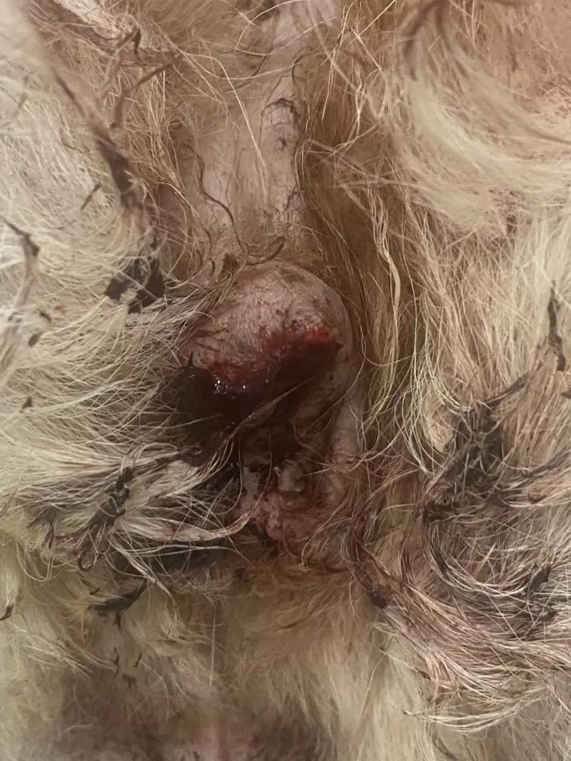 狗狗囊肿能自愈吗,狗囊肿是什么原因引起的,该怎么治疗?-第2张图片-后鲨宠物 狗狗囊肿能自愈吗,狗囊肿是什么原因引起的,该怎么治疗?-第2张图片-后鲨宠物