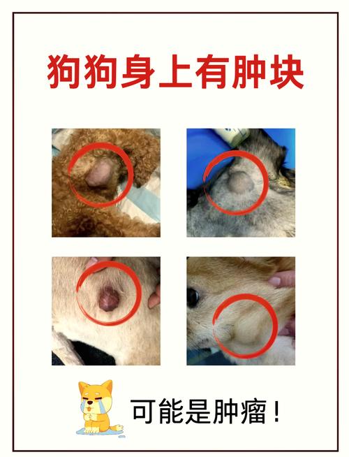 狗狗囊肿能自愈吗,狗囊肿是什么原因引起的,该怎么治疗?-第3张图片-后鲨宠物 狗狗囊肿能自愈吗,狗囊肿是什么原因引起的,该怎么治疗?-第3张图片-后鲨宠物