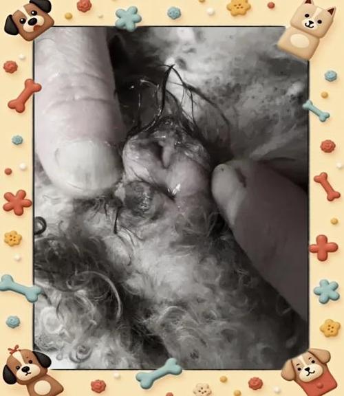 狗狗囊肿能自愈吗,狗囊肿是什么原因引起的,该怎么治疗?-第5张图片-后鲨宠物 狗狗囊肿能自愈吗,狗囊肿是什么原因引起的,该怎么治疗?-第5张图片-后鲨宠物