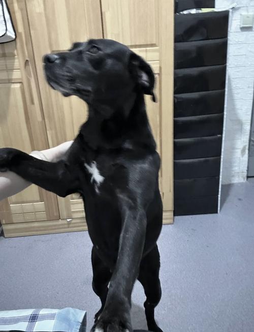 狗狗囊肿能自愈吗,狗囊肿是什么原因引起的,该怎么治疗?-第6张图片-后鲨宠物 狗狗囊肿能自愈吗,狗囊肿是什么原因引起的,该怎么治疗?-第6张图片-后鲨宠物