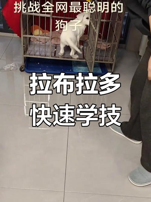 两个月的狗狗怎么训练_两个月的狗狗怎么训练站立走路-第4张图片-后鲨宠物 两个月的狗狗怎么训练_两个月的狗狗怎么训练站立走路-第4张图片-后鲨宠物