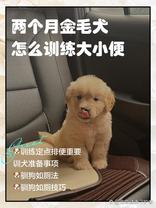 两个月的狗狗怎么训练_两个月的狗狗怎么训练站立走路-第5张图片-后鲨宠物 两个月的狗狗怎么训练_两个月的狗狗怎么训练站立走路-第5张图片-后鲨宠物