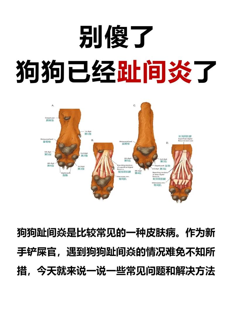 狗狗脚红红的怎么办,狗狗脚红红的咋回事-第1张图片-后鲨宠物 狗狗脚红红的怎么办,狗狗脚红红的咋回事-第1张图片-后鲨宠物