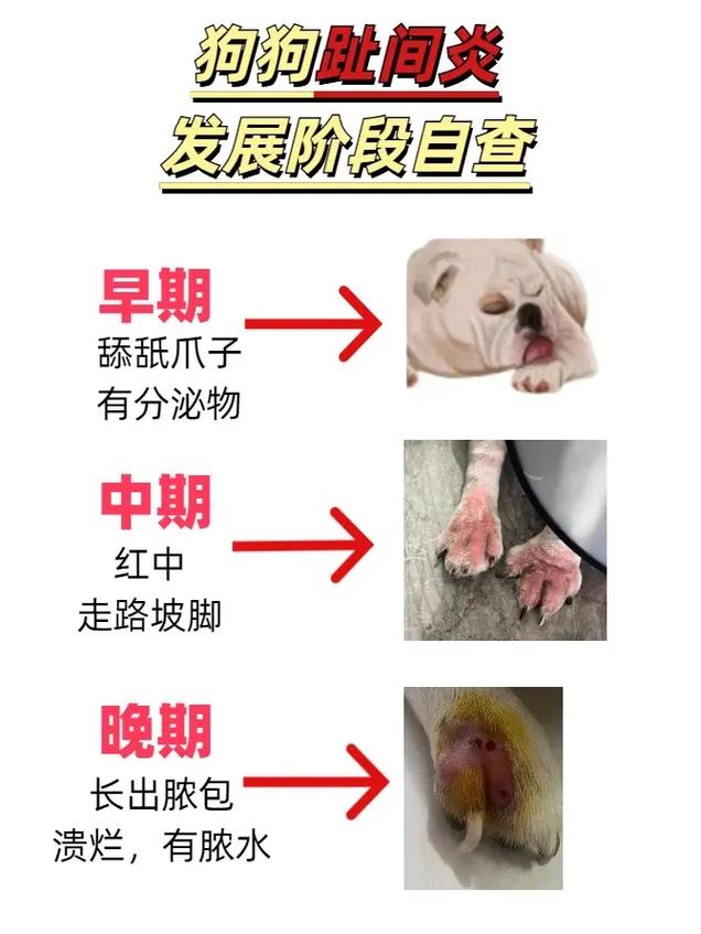 狗狗脚红红的怎么办,狗狗脚红红的咋回事-第2张图片-后鲨宠物 狗狗脚红红的怎么办,狗狗脚红红的咋回事-第2张图片-后鲨宠物