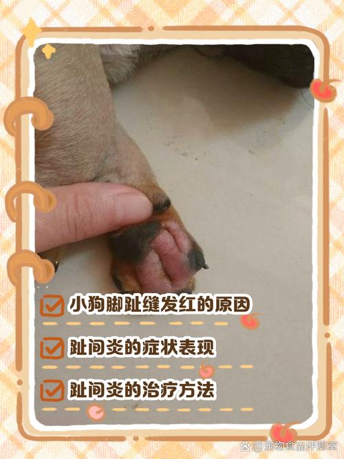 狗狗脚红红的怎么办,狗狗脚红红的咋回事-第3张图片-后鲨宠物 狗狗脚红红的怎么办,狗狗脚红红的咋回事-第3张图片-后鲨宠物