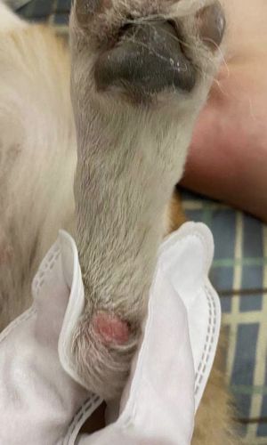 狗狗脚红红的怎么办,狗狗脚红红的咋回事-第4张图片-后鲨宠物 狗狗脚红红的怎么办,狗狗脚红红的咋回事-第4张图片-后鲨宠物