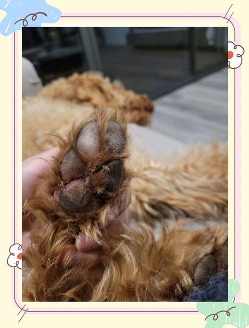 狗狗脚红红的怎么办,狗狗脚红红的咋回事-第6张图片-后鲨宠物 狗狗脚红红的怎么办,狗狗脚红红的咋回事-第6张图片-后鲨宠物