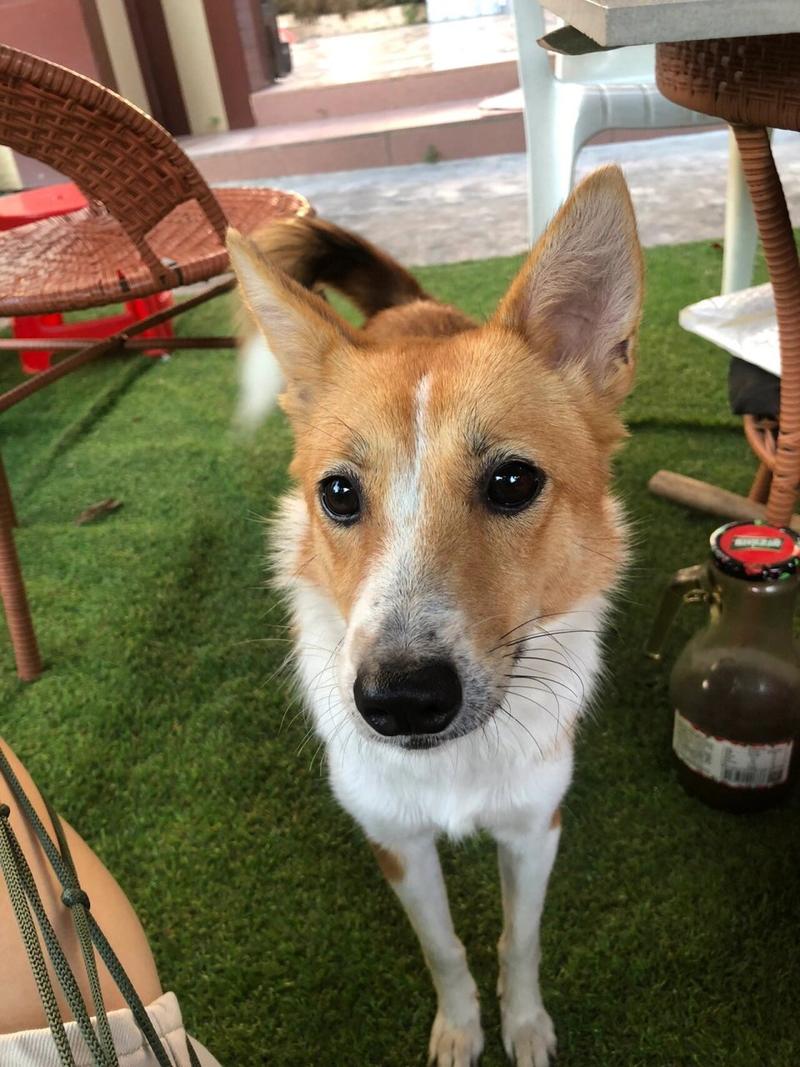 狗狗胡子白了代表什么_狗狗胡子开始变白-第1张图片-后鲨宠物 狗狗胡子白了代表什么_狗狗胡子开始变白-第1张图片-后鲨宠物