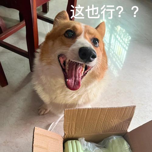 狗狗胡子白了代表什么_狗狗胡子开始变白-第3张图片-后鲨宠物 狗狗胡子白了代表什么_狗狗胡子开始变白-第3张图片-后鲨宠物