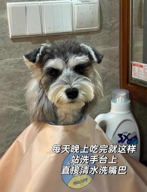 狗狗胡子白了代表什么_狗狗胡子开始变白-第4张图片-后鲨宠物 狗狗胡子白了代表什么_狗狗胡子开始变白-第4张图片-后鲨宠物