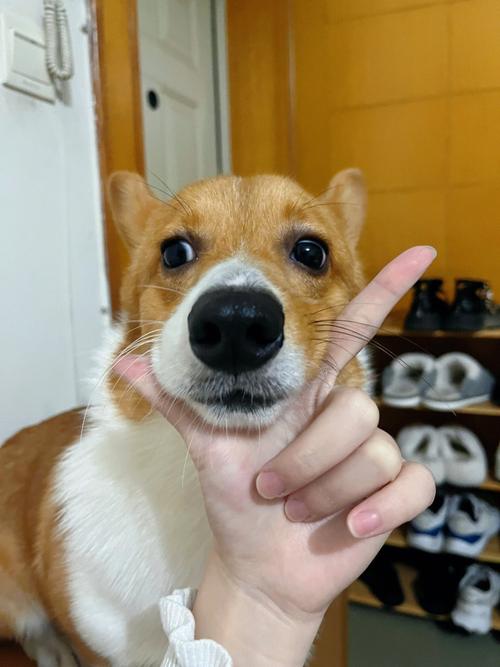 狗狗胡子白了代表什么_狗狗胡子开始变白-第5张图片-后鲨宠物 狗狗胡子白了代表什么_狗狗胡子开始变白-第5张图片-后鲨宠物