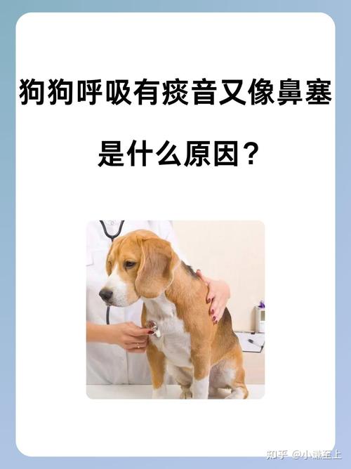 狗狗嗓子有痰怎么去除,狗狗喉咙痰多怎么办?-第5张图片-后鲨宠物 狗狗嗓子有痰怎么去除,狗狗喉咙痰多怎么办?-第5张图片-后鲨宠物