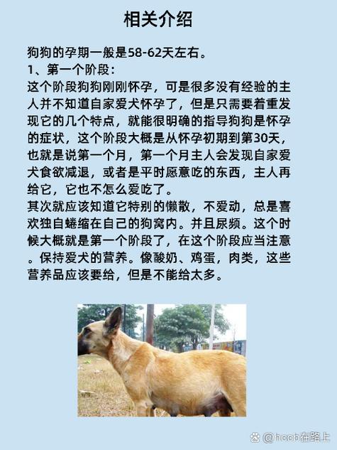 狗狗怀孕要多久_狗狗怀孕要多久才生-第3张图片-后鲨宠物 狗狗怀孕要多久_狗狗怀孕要多久才生-第3张图片-后鲨宠物