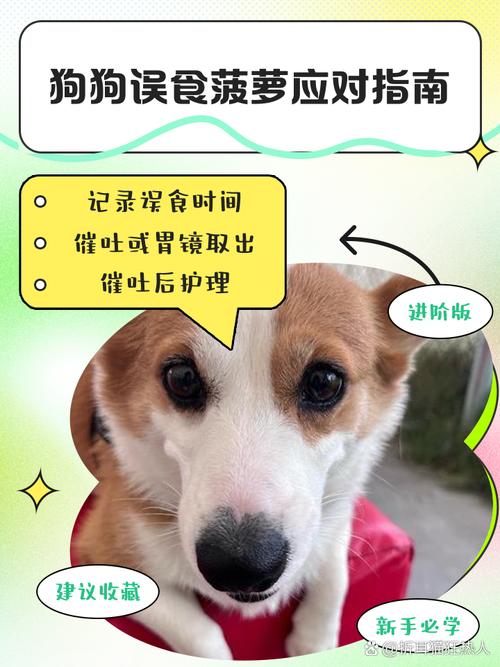 狗狗能吃菠萝么,请问狗狗能吃菠萝吗?-第3张图片-后鲨宠物 狗狗能吃菠萝么,请问狗狗能吃菠萝吗?-第3张图片-后鲨宠物