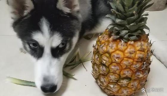 狗狗能吃菠萝么,请问狗狗能吃菠萝吗?-第5张图片-后鲨宠物 狗狗能吃菠萝么,请问狗狗能吃菠萝吗?-第5张图片-后鲨宠物