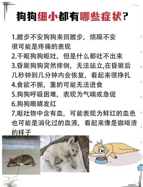 狗狗的细小病毒怎么治_狗细小病毒怎么治?-第4张图片-后鲨宠物 狗狗的细小病毒怎么治_狗细小病毒怎么治?-第4张图片-后鲨宠物
