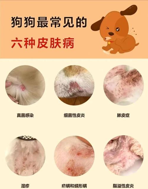 狗狗春天容易得什么病,狗春天会干什么?-第5张图片-后鲨宠物 狗狗春天容易得什么病,狗春天会干什么?-第5张图片-后鲨宠物