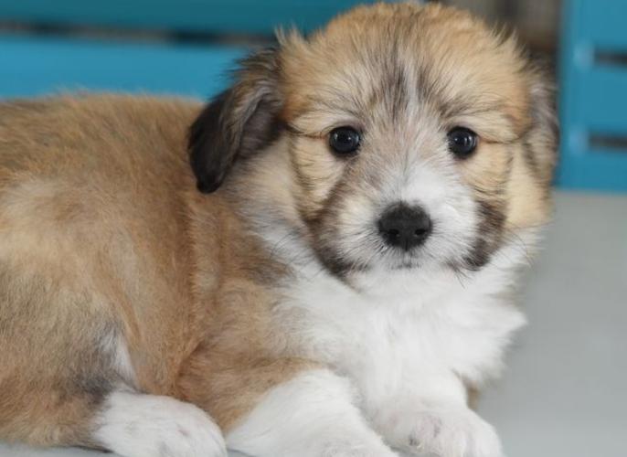 刚生的狗狗几天睁眼睛_刚生的狗狗几天睁眼睛正常-第1张图片-后鲨宠物 刚生的狗狗几天睁眼睛_刚生的狗狗几天睁眼睛正常-第1张图片-后鲨宠物