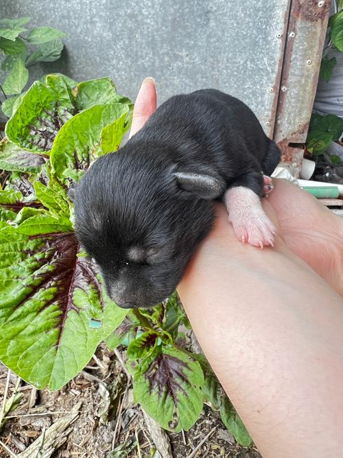 刚生的狗狗几天睁眼睛_刚生的狗狗几天睁眼睛正常-第3张图片-后鲨宠物 刚生的狗狗几天睁眼睛_刚生的狗狗几天睁眼睛正常-第3张图片-后鲨宠物