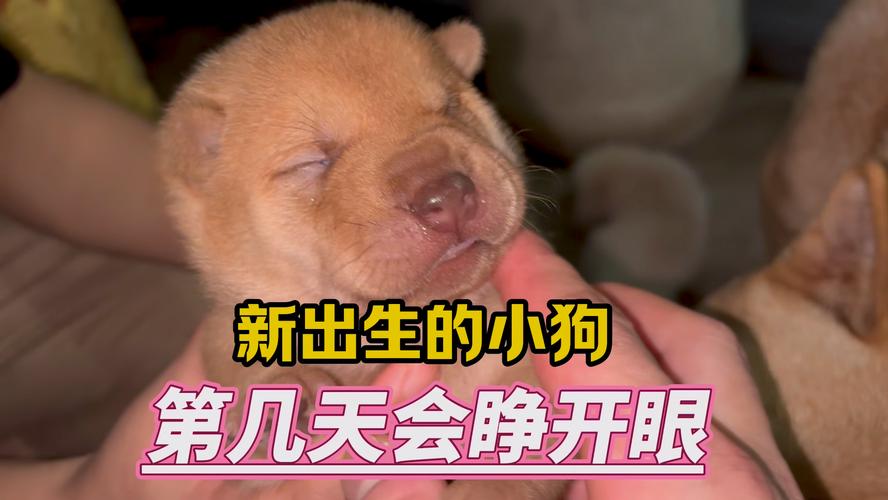 刚生的狗狗几天睁眼睛_刚生的狗狗几天睁眼睛正常-第4张图片-后鲨宠物 刚生的狗狗几天睁眼睛_刚生的狗狗几天睁眼睛正常-第4张图片-后鲨宠物