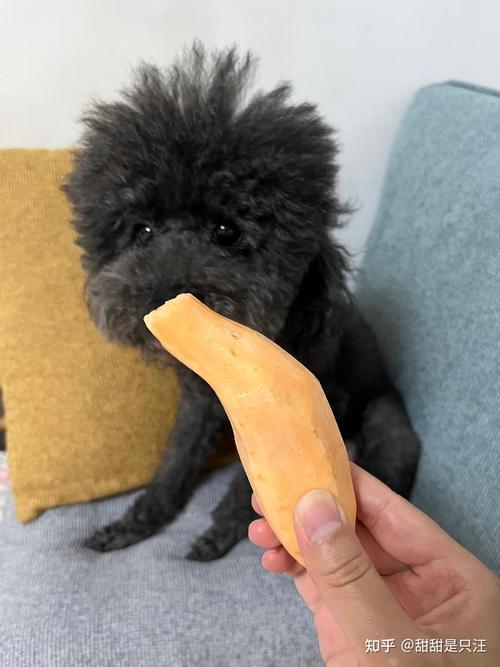 狗狗能吃香芋吗_狗狗可以吃芋艿么-第6张图片-后鲨宠物 狗狗能吃香芋吗_狗狗可以吃芋艿么-第6张图片-后鲨宠物