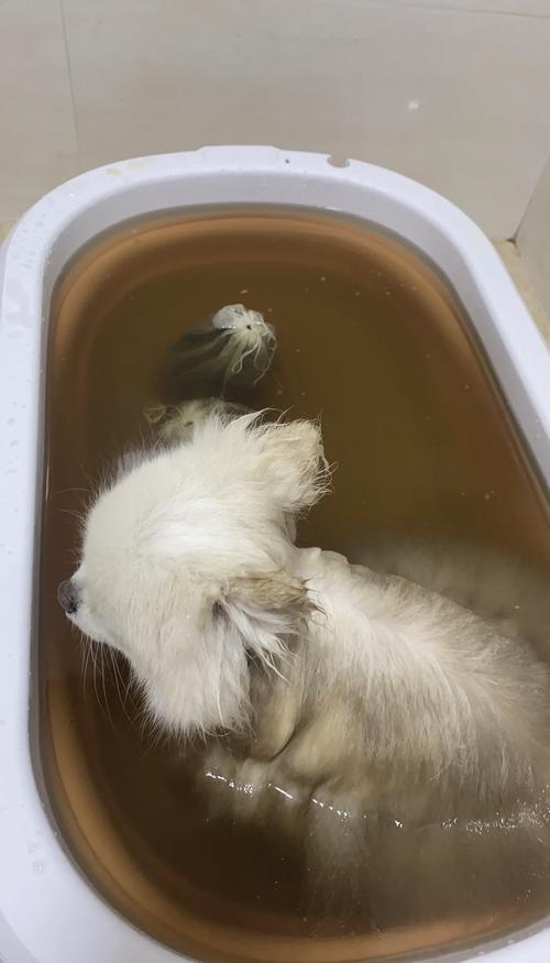 狗狗感冒可以洗澡吗_狗狗感冒还能洗澡吗-第2张图片-后鲨宠物 狗狗感冒可以洗澡吗_狗狗感冒还能洗澡吗-第2张图片-后鲨宠物