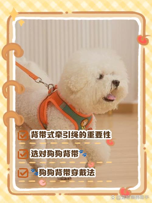 狗狗的牵引绳怎么戴,狗狗牵引绳的戴法-第6张图片-后鲨宠物 狗狗的牵引绳怎么戴,狗狗牵引绳的戴法-第6张图片-后鲨宠物