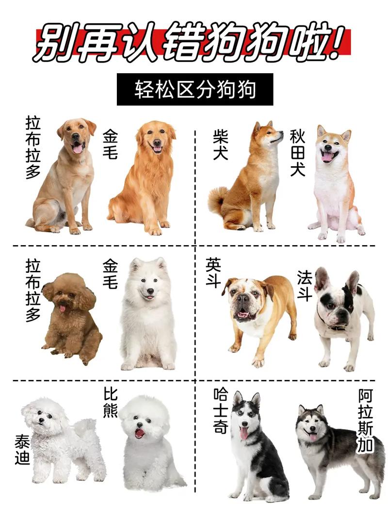 如何分辨狗狗品种,如何分辩狗的品种-第4张图片-后鲨宠物 如何分辨狗狗品种,如何分辩狗的品种-第4张图片-后鲨宠物