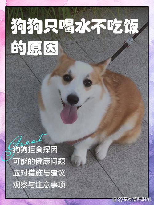 狗狗鼻子干不吃饭怎么回事_狗狗鼻子干不吃饭怎么办-第2张图片-后鲨宠物 狗狗鼻子干不吃饭怎么回事_狗狗鼻子干不吃饭怎么办-第2张图片-后鲨宠物