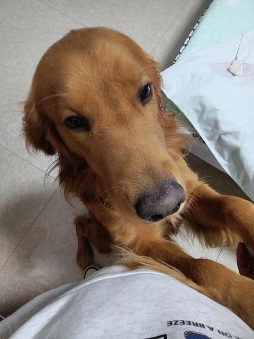 狗狗鼻子干不吃饭怎么回事_狗狗鼻子干不吃饭怎么办-第3张图片-后鲨宠物 狗狗鼻子干不吃饭怎么回事_狗狗鼻子干不吃饭怎么办-第3张图片-后鲨宠物