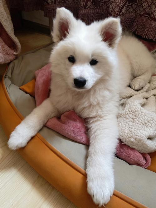 狗狗几个月可以吃蛋黄_狗狗几个月能吃鸡蛋黄-第4张图片-后鲨宠物 狗狗几个月可以吃蛋黄_狗狗几个月能吃鸡蛋黄-第4张图片-后鲨宠物