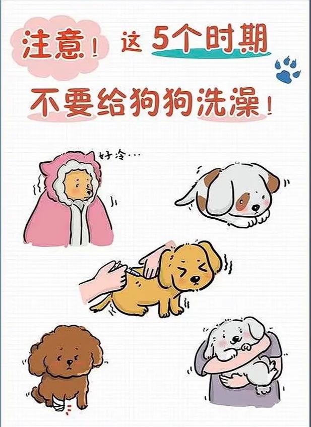 狗狗能洗冷水澡吗,狗狗可以洗冷水吗?-第5张图片-后鲨宠物 狗狗能洗冷水澡吗,狗狗可以洗冷水吗?-第5张图片-后鲨宠物