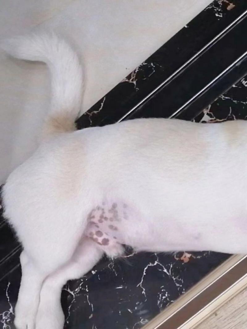 狗狗身上长黑斑怎么办,狗狗身上长黑斑是什么病?-第3张图片-后鲨宠物 狗狗身上长黑斑怎么办,狗狗身上长黑斑是什么病?-第3张图片-后鲨宠物