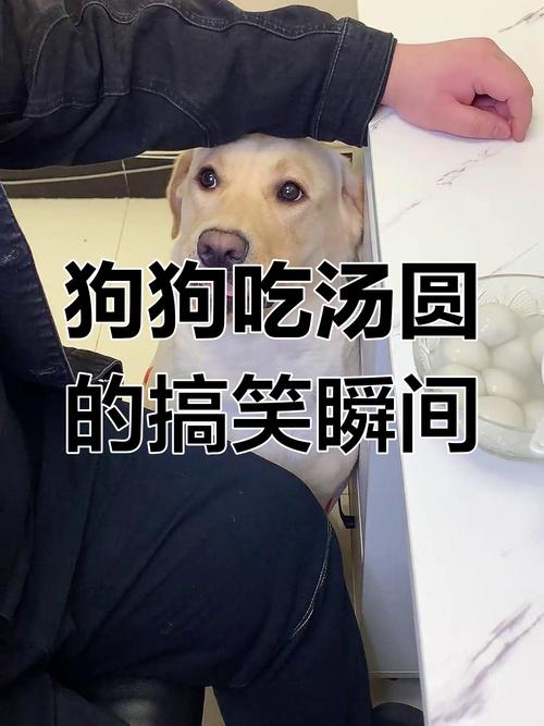 狗狗可以吃芝麻汤圆吗,狗狗可以吃芝麻汤圆吗有营养吗?-第3张图片-后鲨宠物 狗狗可以吃芝麻汤圆吗,狗狗可以吃芝麻汤圆吗有营养吗?-第3张图片-后鲨宠物