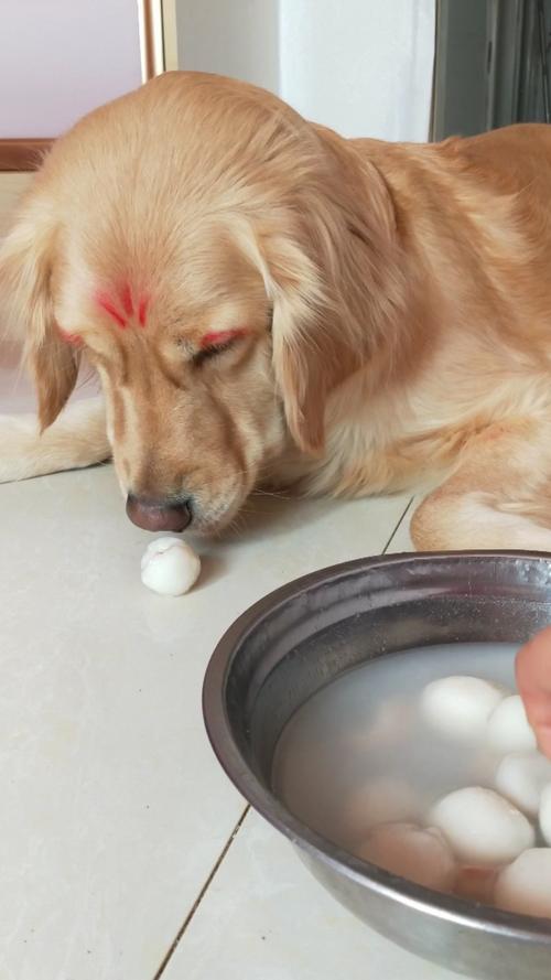 狗狗可以吃芝麻汤圆吗,狗狗可以吃芝麻汤圆吗有营养吗?-第4张图片-后鲨宠物 狗狗可以吃芝麻汤圆吗,狗狗可以吃芝麻汤圆吗有营养吗?-第4张图片-后鲨宠物