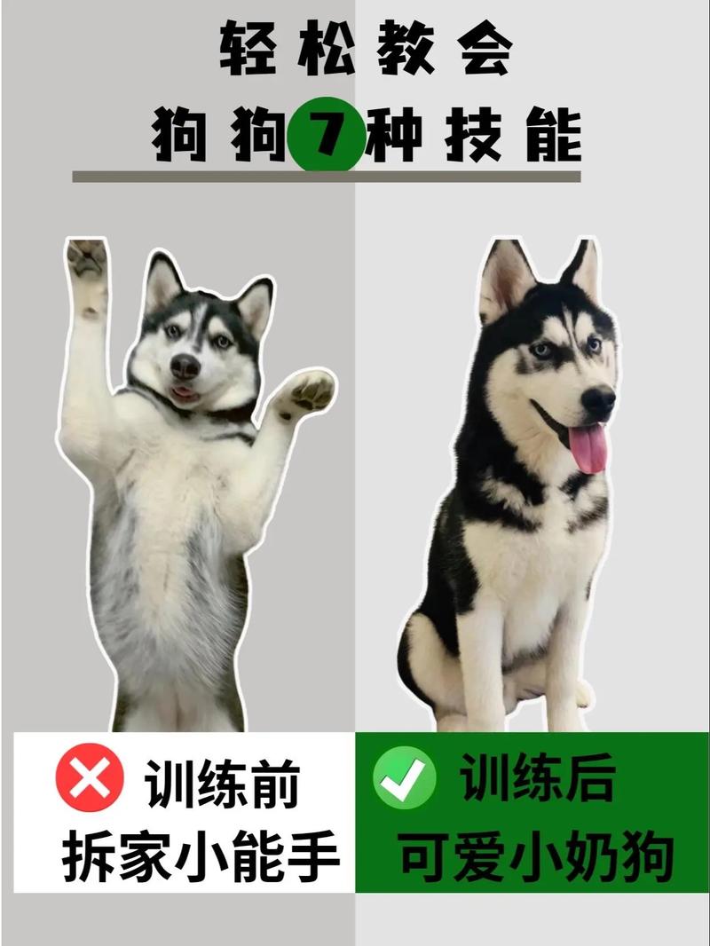 怎样训练狗狗听话,怎样训练狗狗听话的方法-第1张图片-后鲨宠物 怎样训练狗狗听话,怎样训练狗狗听话的方法-第1张图片-后鲨宠物