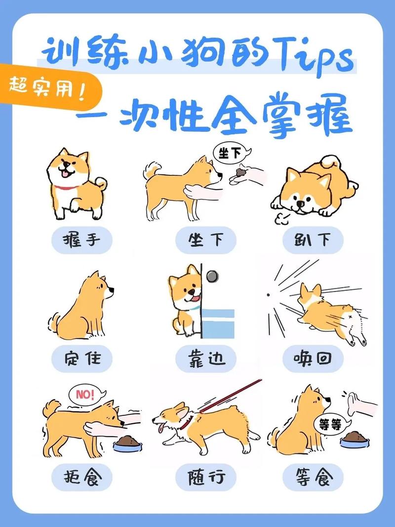 怎样训练狗狗听话,怎样训练狗狗听话的方法-第5张图片-后鲨宠物 怎样训练狗狗听话,怎样训练狗狗听话的方法-第5张图片-后鲨宠物