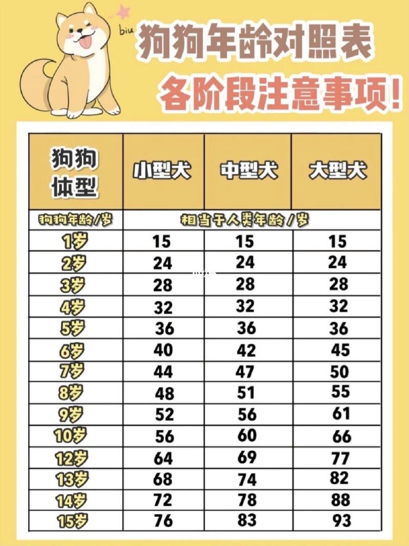 狗狗几岁算成犬,狗狗几岁才是成年狗-第4张图片-后鲨宠物 狗狗几岁算成犬,狗狗几岁才是成年狗-第4张图片-后鲨宠物