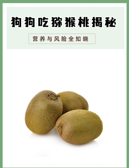 狗狗可以吃猕猴桃吗,狗狗前十禁忌水果?-第3张图片-后鲨宠物 狗狗可以吃猕猴桃吗,狗狗前十禁忌水果?-第3张图片-后鲨宠物