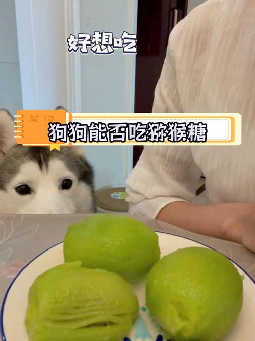 狗狗可以吃猕猴桃吗,狗狗前十禁忌水果?-第4张图片-后鲨宠物 狗狗可以吃猕猴桃吗,狗狗前十禁忌水果?-第4张图片-后鲨宠物